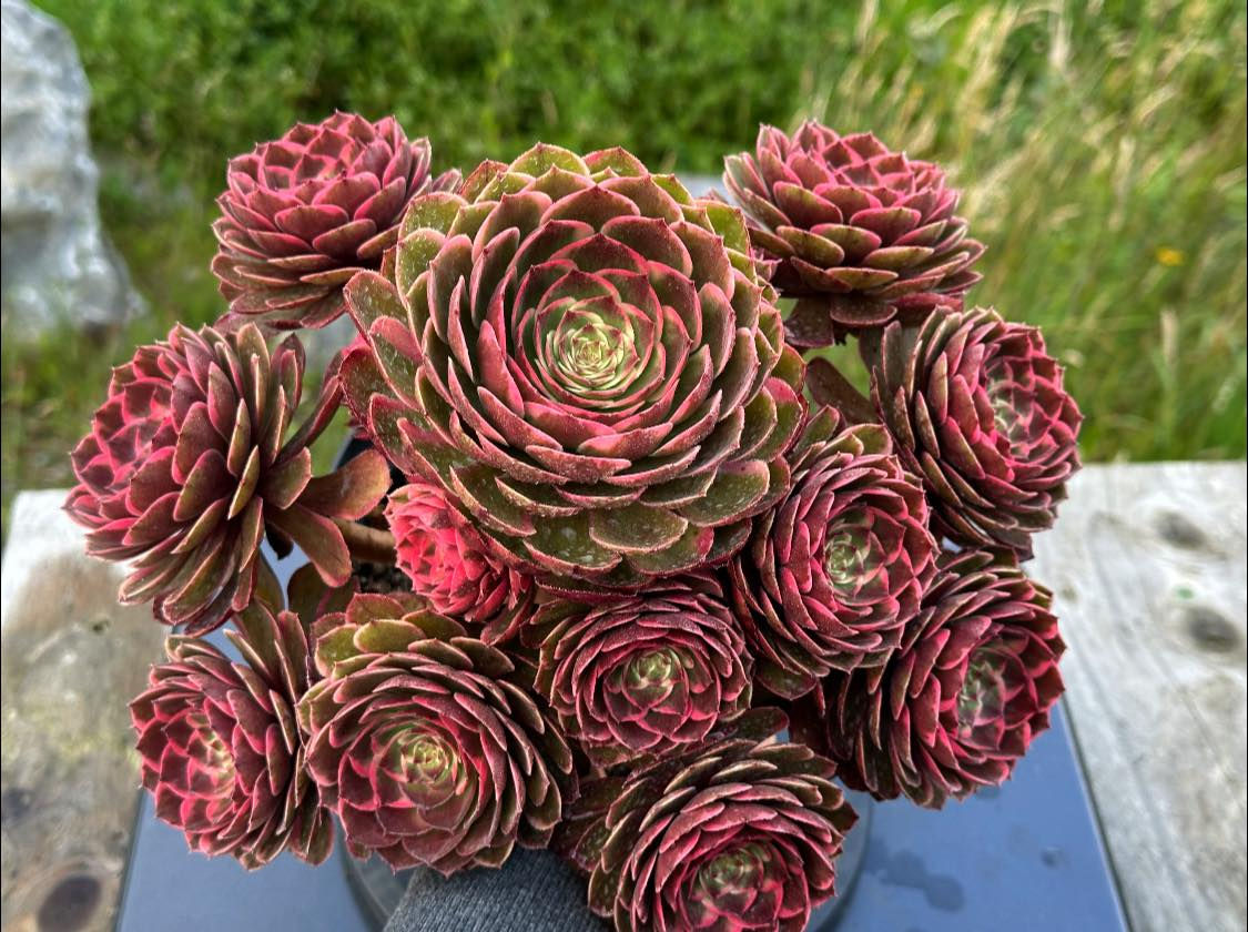AEONIUM-UNIQUE 2-NIGHT BANQUET VARIEGATED