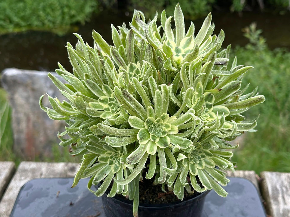 Thumbnail: AEONIUM-UNIQUE 4-GREEN APPLE VARIEGATED