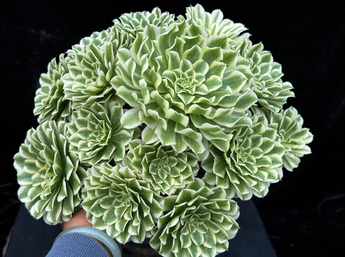 2 ON SALE-AEONIUM-UNIQUE 17-GREEN WAVE VARIEGATED