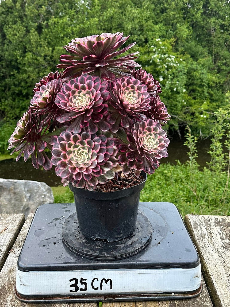Thumbnail: AEONIUM-UNIQUE 5-ENAMEL COLOUR VARIEGATED
