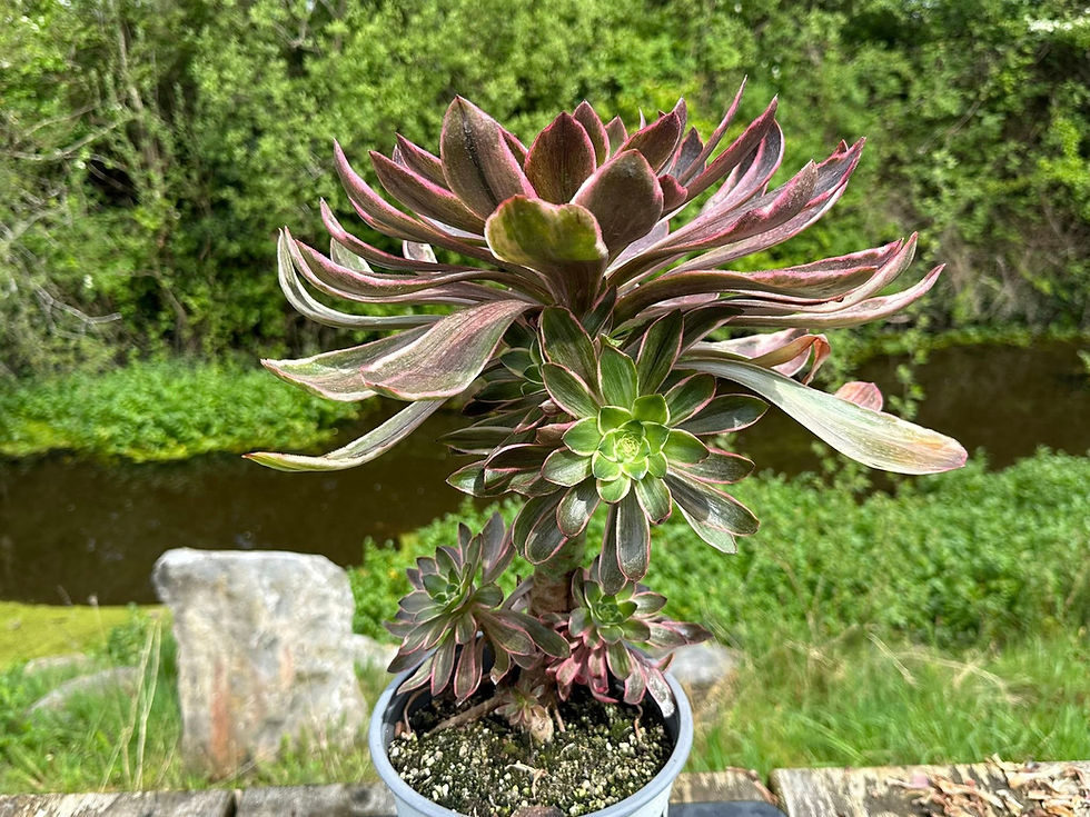 Thumbnail: AEONIUM-UNIQUE 1-GREY VOODOO VARIEGATED