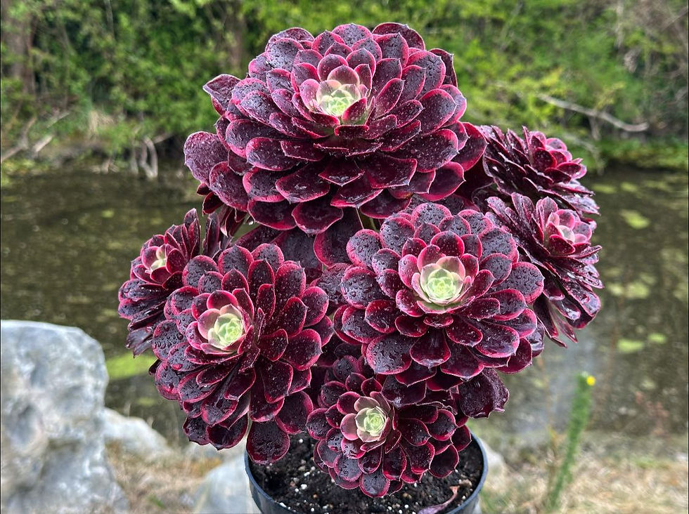 Thumbnail: UNIQUE 13-CANARY VARIEGATED