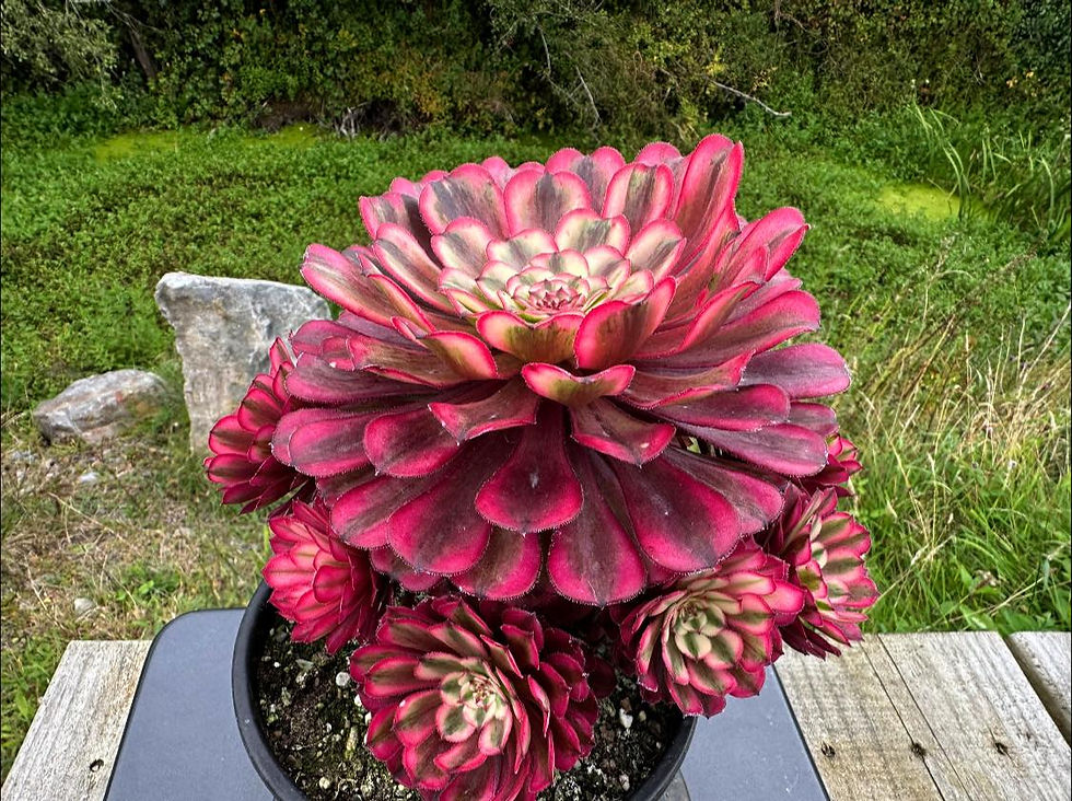 Thumbnail: AEONIUM-UNIQUE 1-RED MAKEUP VARIEGATED (BROAD LEAF SCARLET INK)