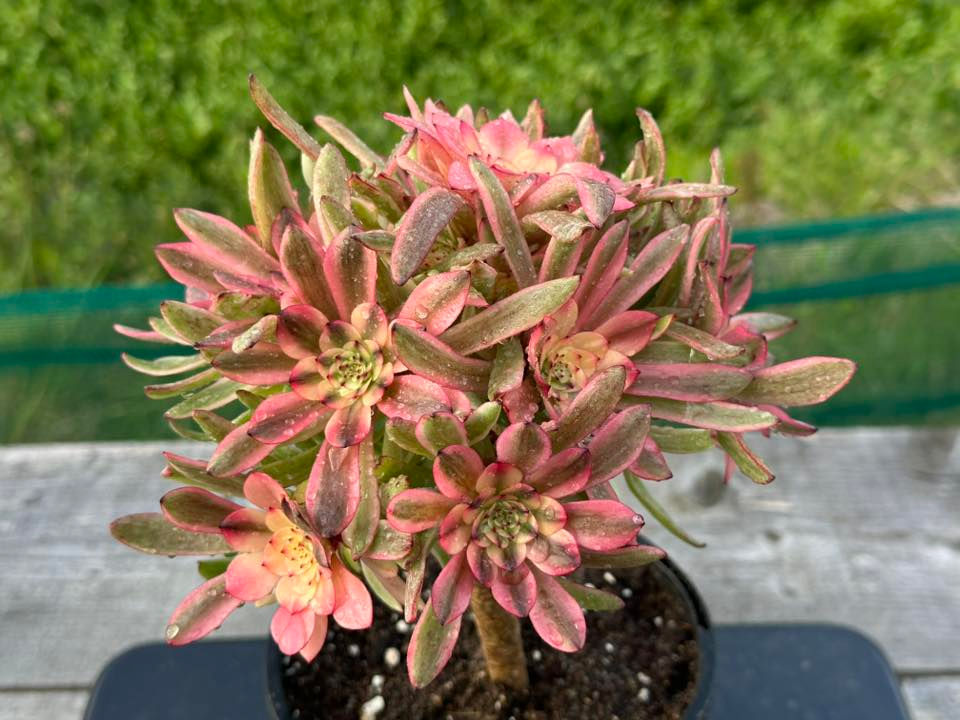 Thumbnail: AEONIUM-UNIQUE 10-OIL PAINTING GIRL VARIEGATED