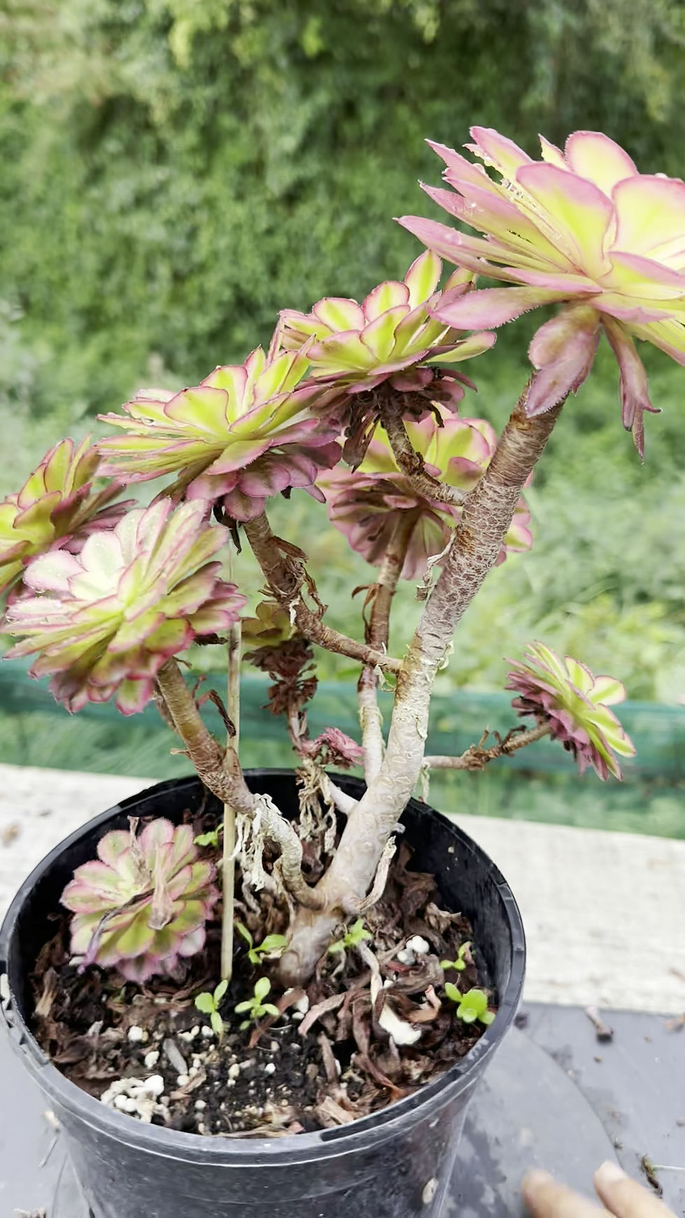Thumbnail: 28 ON SALE-AEONIUM-UNIQUE 5-MOONCHAN VARIEGATED