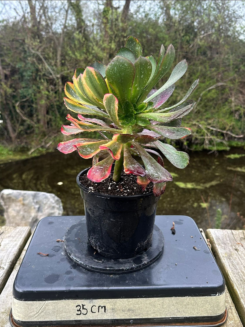 Thumbnail: UNIQUE 2-VOODOO RAINBOW VARIEGATED