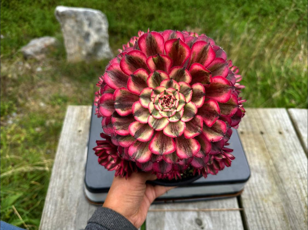 Thumbnail: AEONIUM-UNIQUE 1-RED MAKEUP VARIEGATED (BROAD LEAF SCARLET INK)