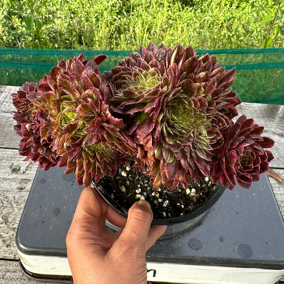 Thumbnail: AEONIUM-UNIQUE 3-SUNRISE BIG BANG VARIEGATED CRESTED