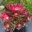 Thumbnail: AEONIUM-PEACOCK FEATHER VARIEGATED-M