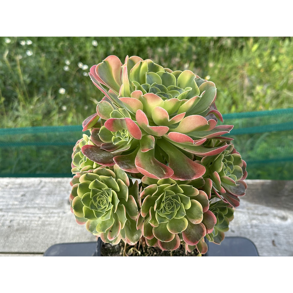 Thumbnail: 17 ON SALE-AEONIUM-UNIQUE 16-TESLA VARIEGATED
