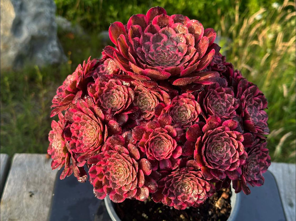 Thumbnail: AEONIUM-UNIQUE 1-PINK KINGKONG VARIEGATED