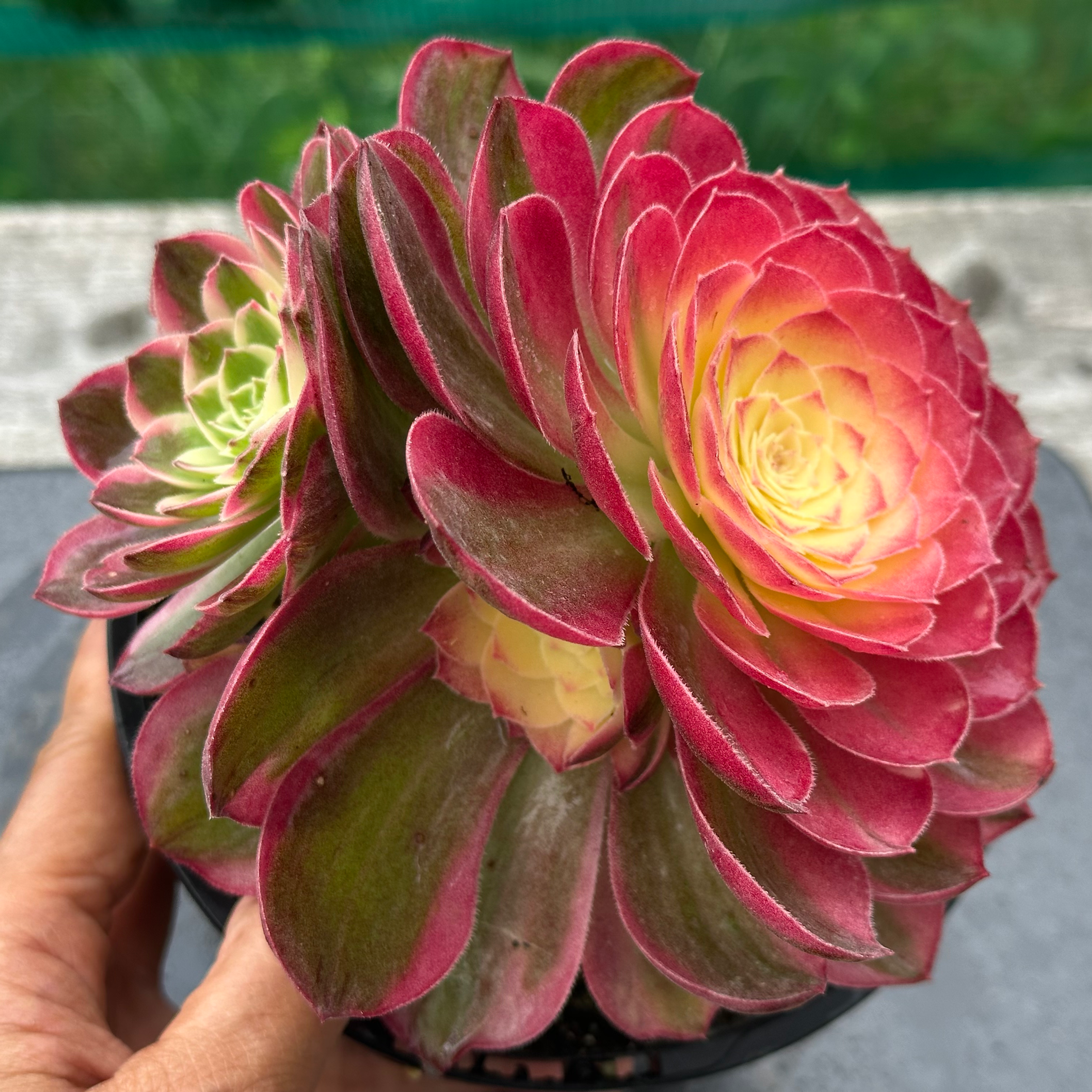 21 ON SALE-AEONIUM-UNIQUE 10-YUZI (GREEN HALLOWEEN WHITE) VARIEGATED