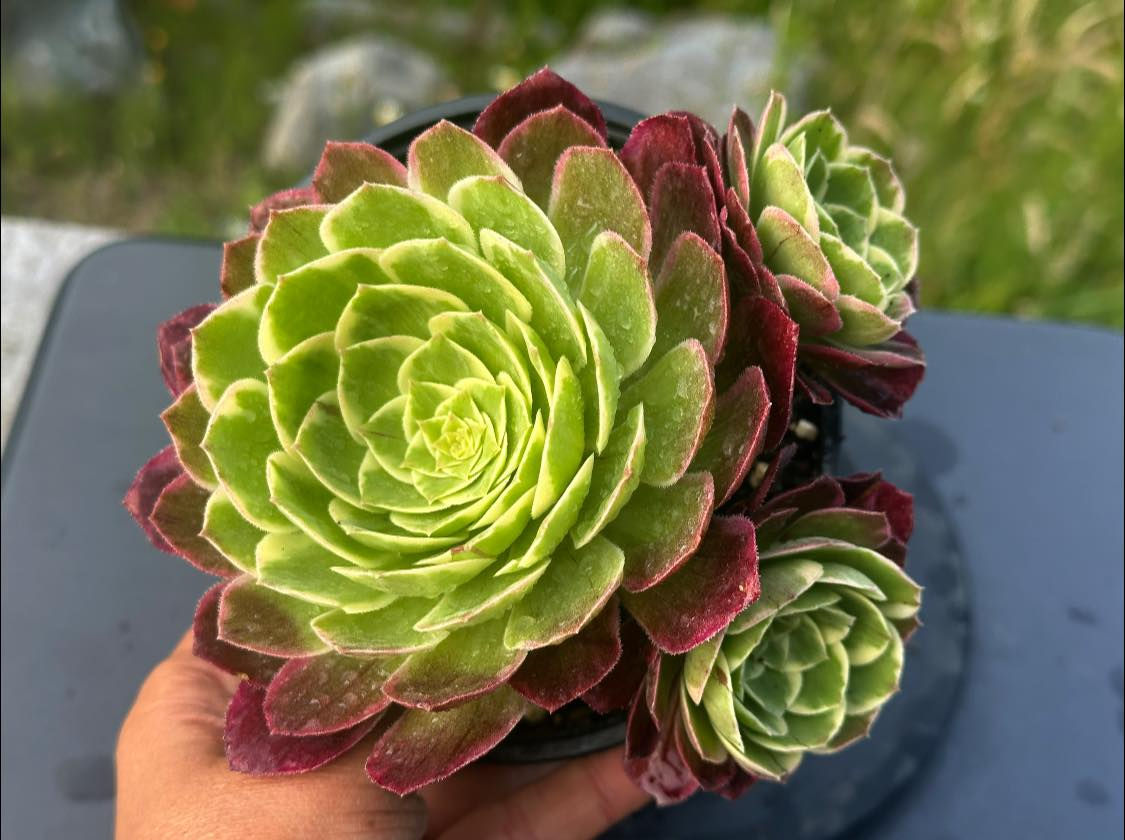 AEONIUM-UNIQUE 2-KALEIDOSCOPE  VARIEGATED