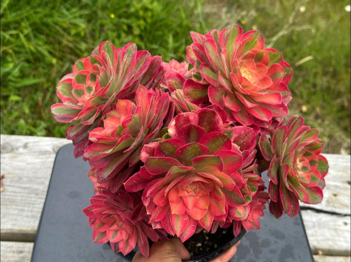 AEONIUM-UNIQUE 40-LOKI VARIEGATED