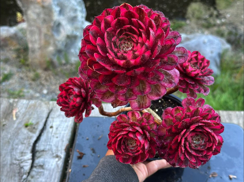 Thumbnail: AEONIUM-UNIQUE 10-MOONLIGHT VARIEGATED