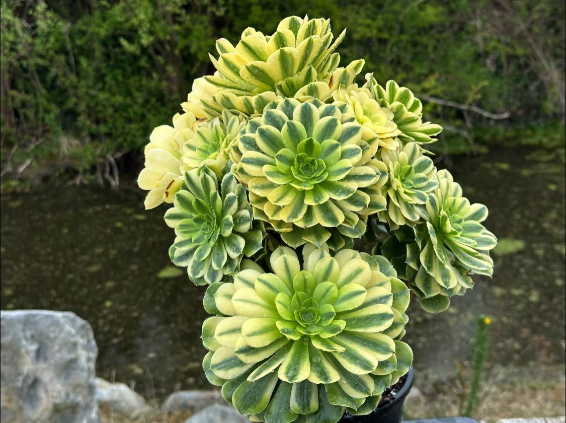 UNIQUE 10-GOLD EMERALD VARIEGATED