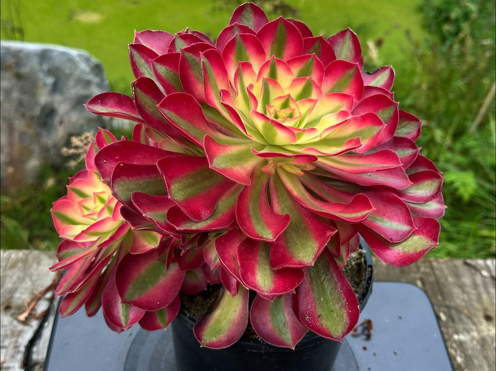 Thumbnail: AEONIUM-UNIQUE 4-NIGHT RAKSHASA VARIEGATED