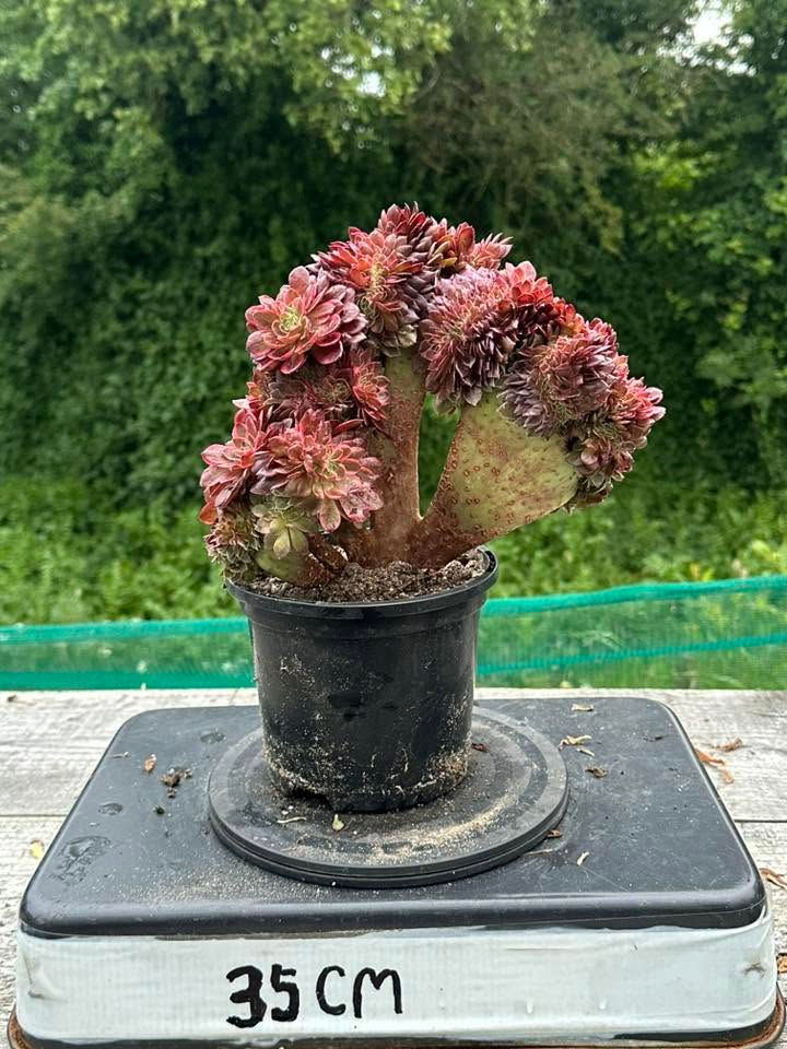 Thumbnail: AEONIUM-UNIQUE 12-BLACK DEVIL RAINBOW VARIEGATED