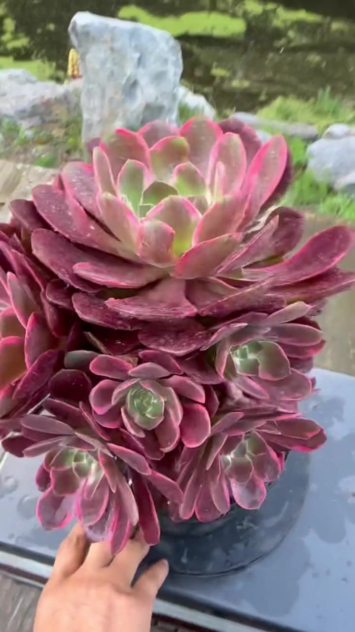 Thumbnail: AEONIUM-PINK WITCH SILK VARIEGATED-M