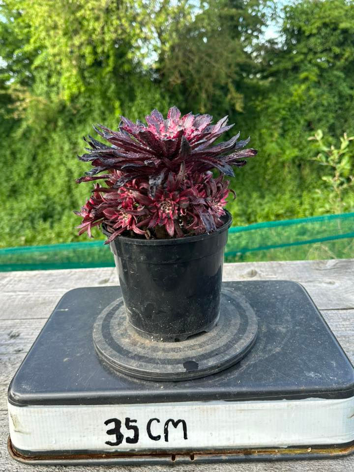 Thumbnail: AEONIUM-UNIQUE 83-PRINCESS VARIEGATED