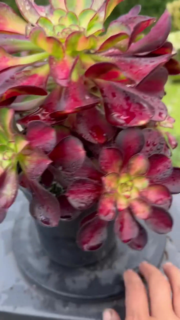 Thumbnail: AEONIUM-UNIQUE 10-CHARM VARIEGATED