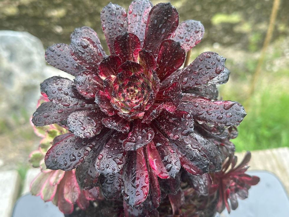 Thumbnail: AEONIUM-UNIQUE 5-SPARK BANG VARIEGATED