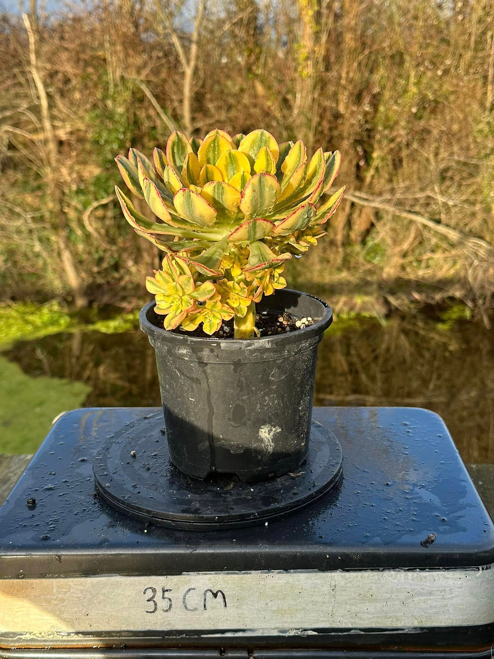 Thumbnail: UNIQUE 1-SUN GOD VARIEGATED