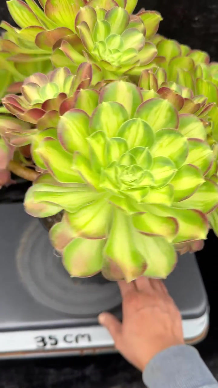 Thumbnail: 1 ON SALE-AEONIUM-UNIQUE 32-PINK WITCH YELLOW MIDDLE VARIEGATED