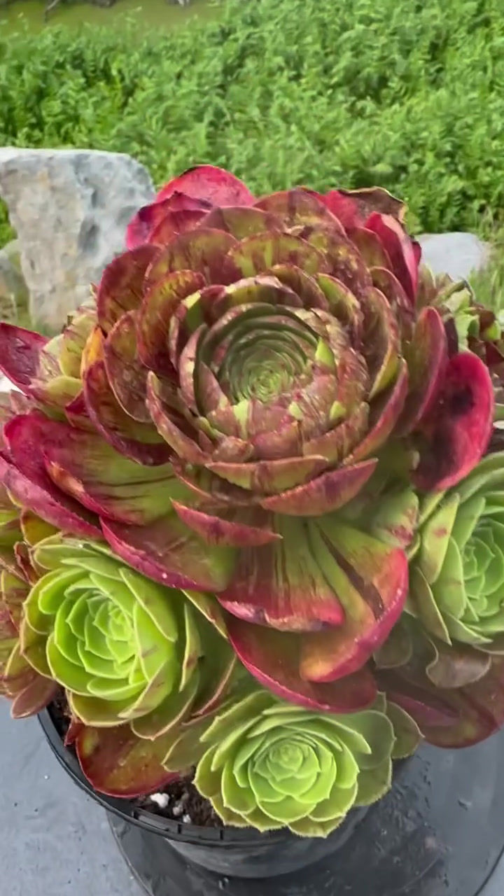 Thumbnail: AEONIUM-UNIQUE 14-HALLOWEEN BIG BANG VARIEGATED
