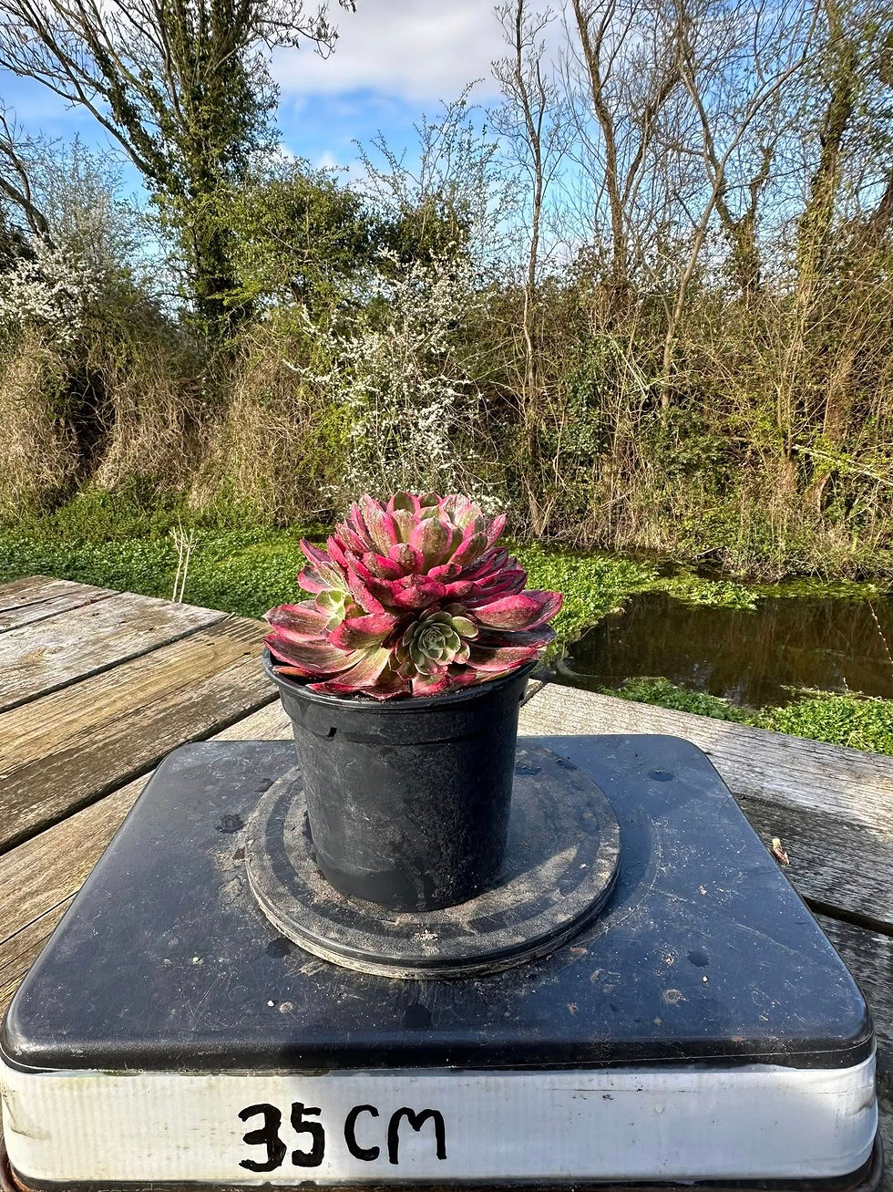 Thumbnail: AEONIUM-JADE HIBISCUS VARIEGATED-S