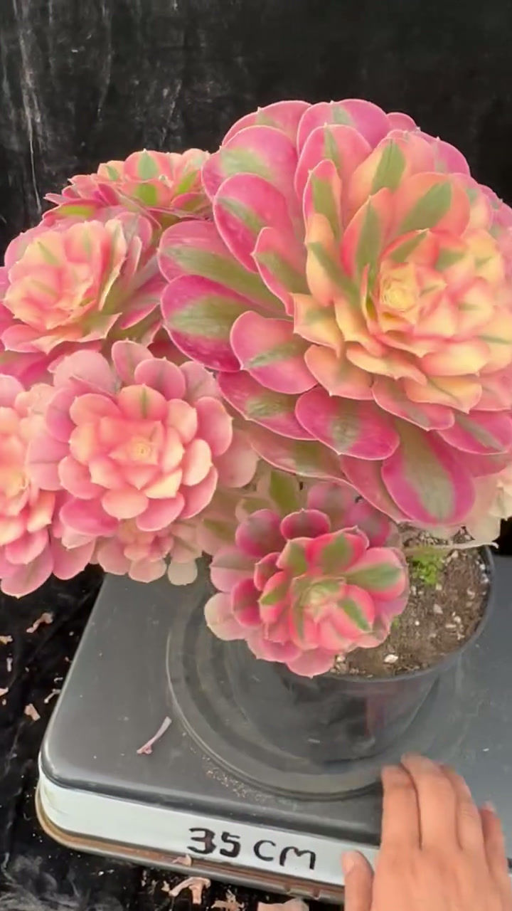 Thumbnail: 3 ON SALE-AEONIUM-UNIQUE 85-PINK WITCH VARIEGATED