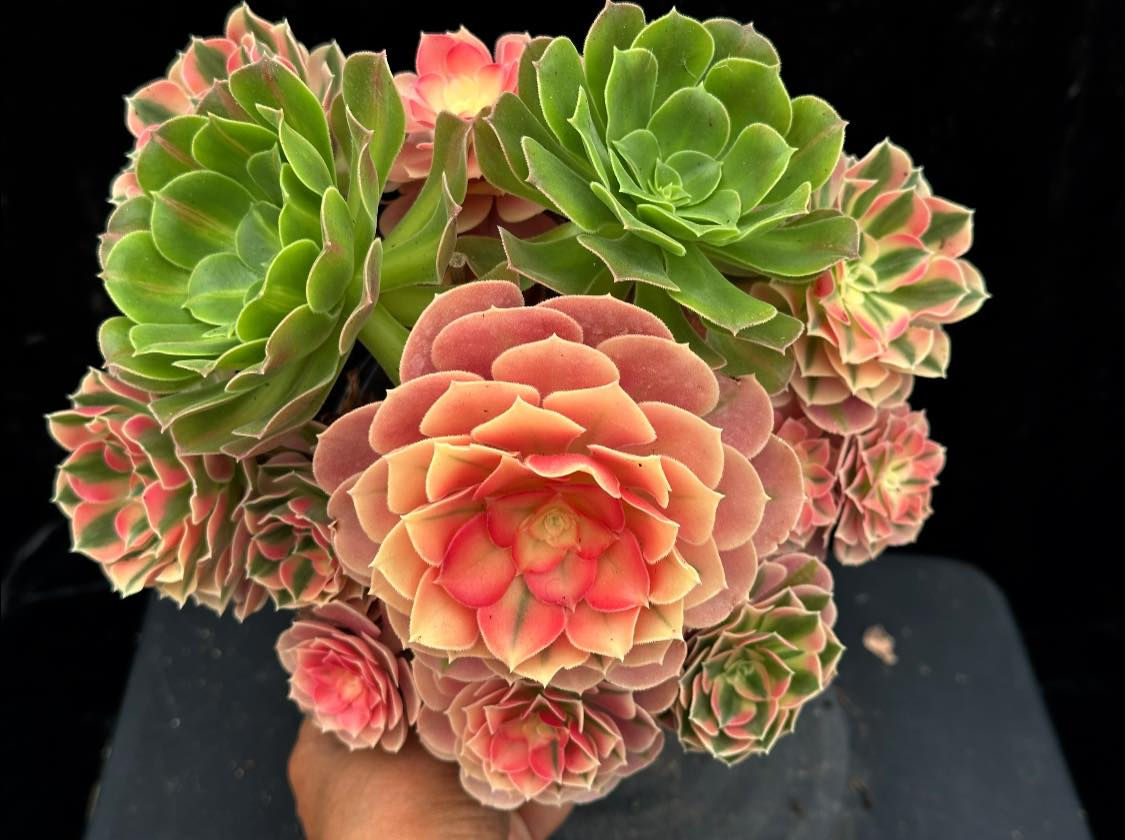1 ON SALE-AEONIUM-UNIQUE 83-PINK WITCH VARIEGATED