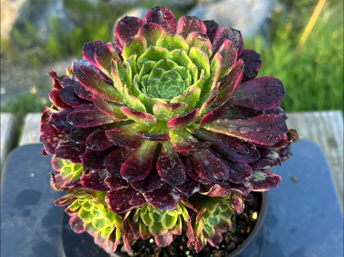 AEONIUM-BLOODY WAVE VARIEGATED (PURPLE WAVE)-M