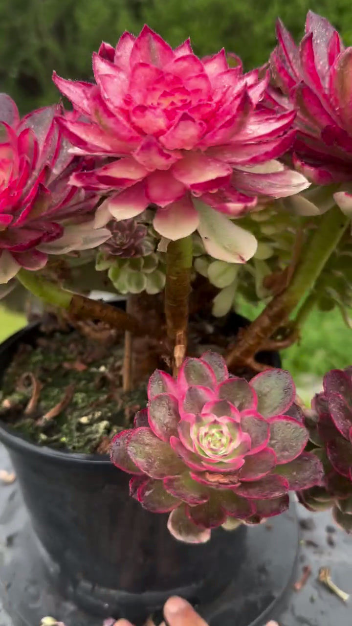 Thumbnail: 12 ON SALE-AEONIUM-UNIQUE 9-SEA GOD VARIEGATED