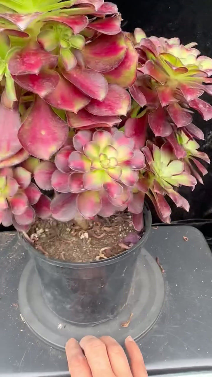 Thumbnail: 2 ON SALE-AEONIUM-UNIQUE 18-CHARM VARIEGATED