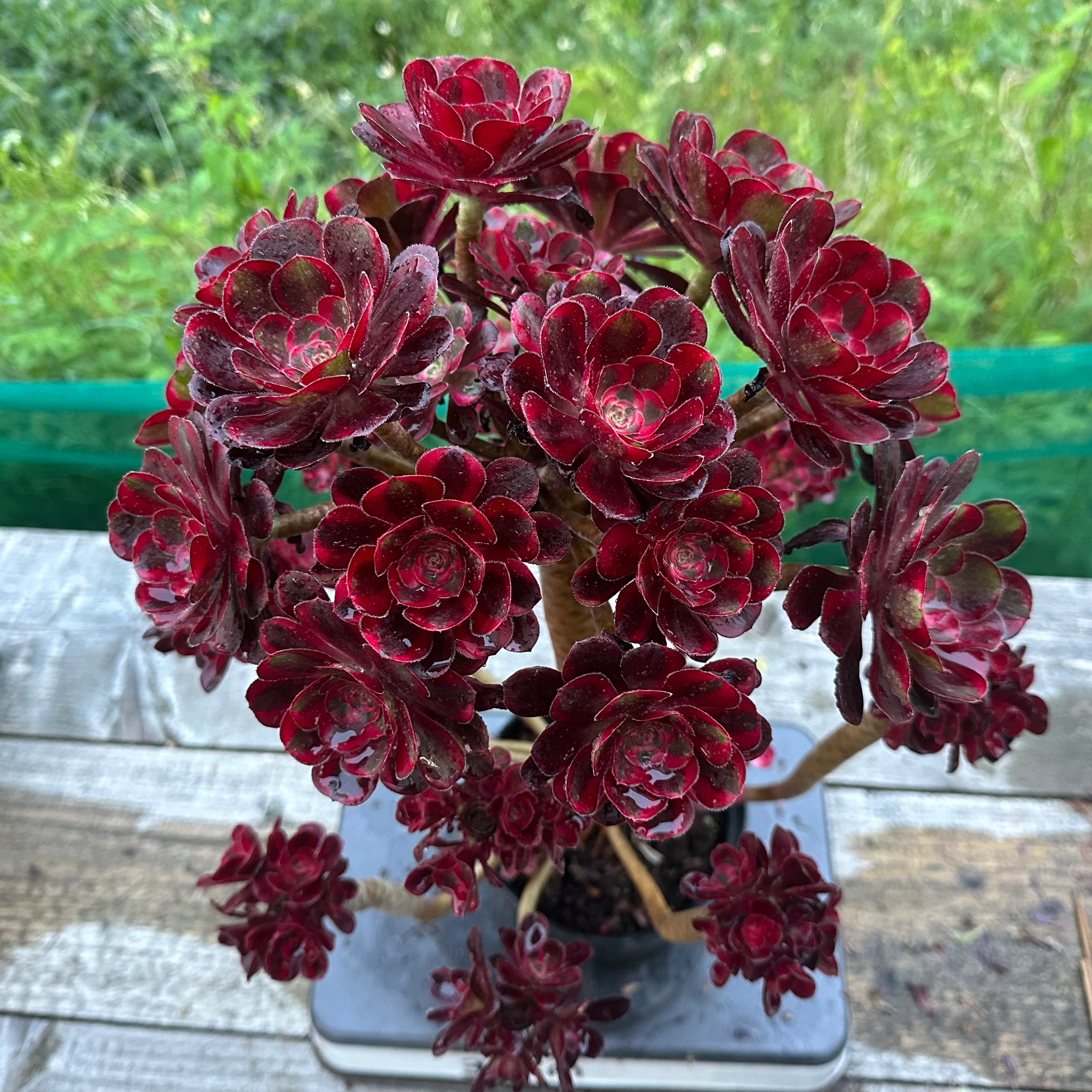 19 ON SALE-AEONIUM-UNIQUE 54-LINA VARIEGATED