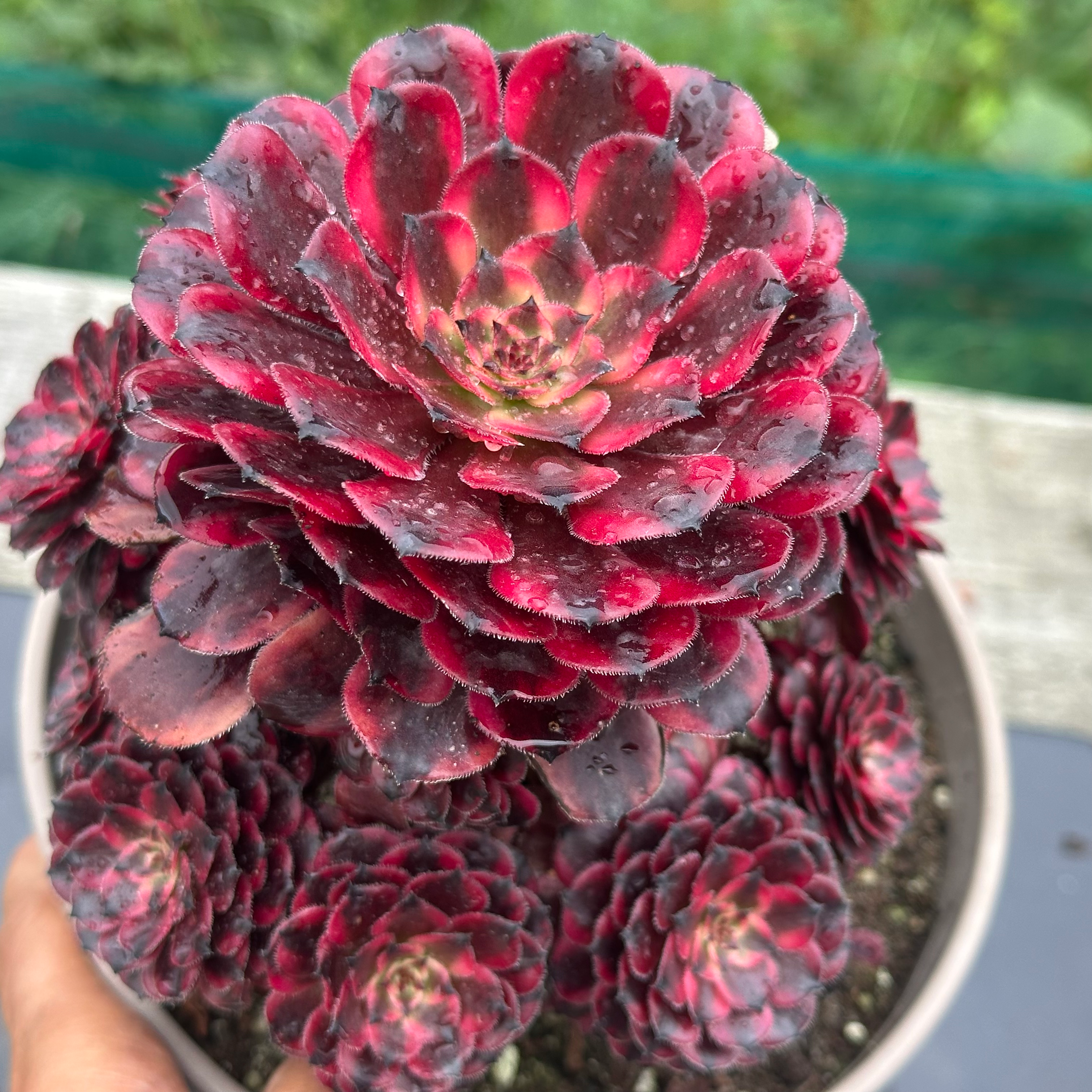 AEONIUM-UNIQUE 17-NEVERHONG VARIEGATED