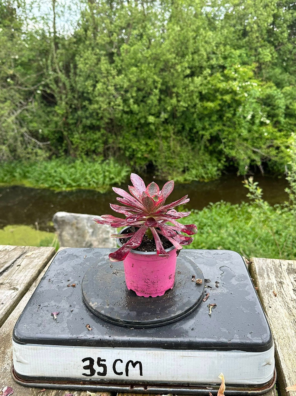 Thumbnail: AEONIUM-VOODOO SILK VARIEGATED-S