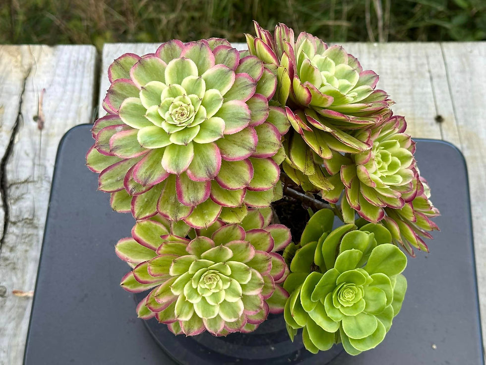 Thumbnail: AEONIUM-UNIQUE 6-MOQI VARIEGATED
