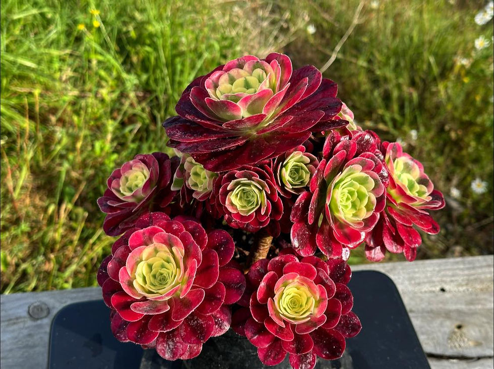 Thumbnail: AEONIUM-UNIQUE 4-VELOUR YELLOW VARIEGATED
