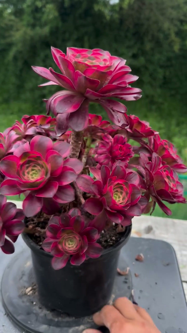 Thumbnail: AEONIUM-UNIQUE 8-CHARM ROSE VARIEGATED
