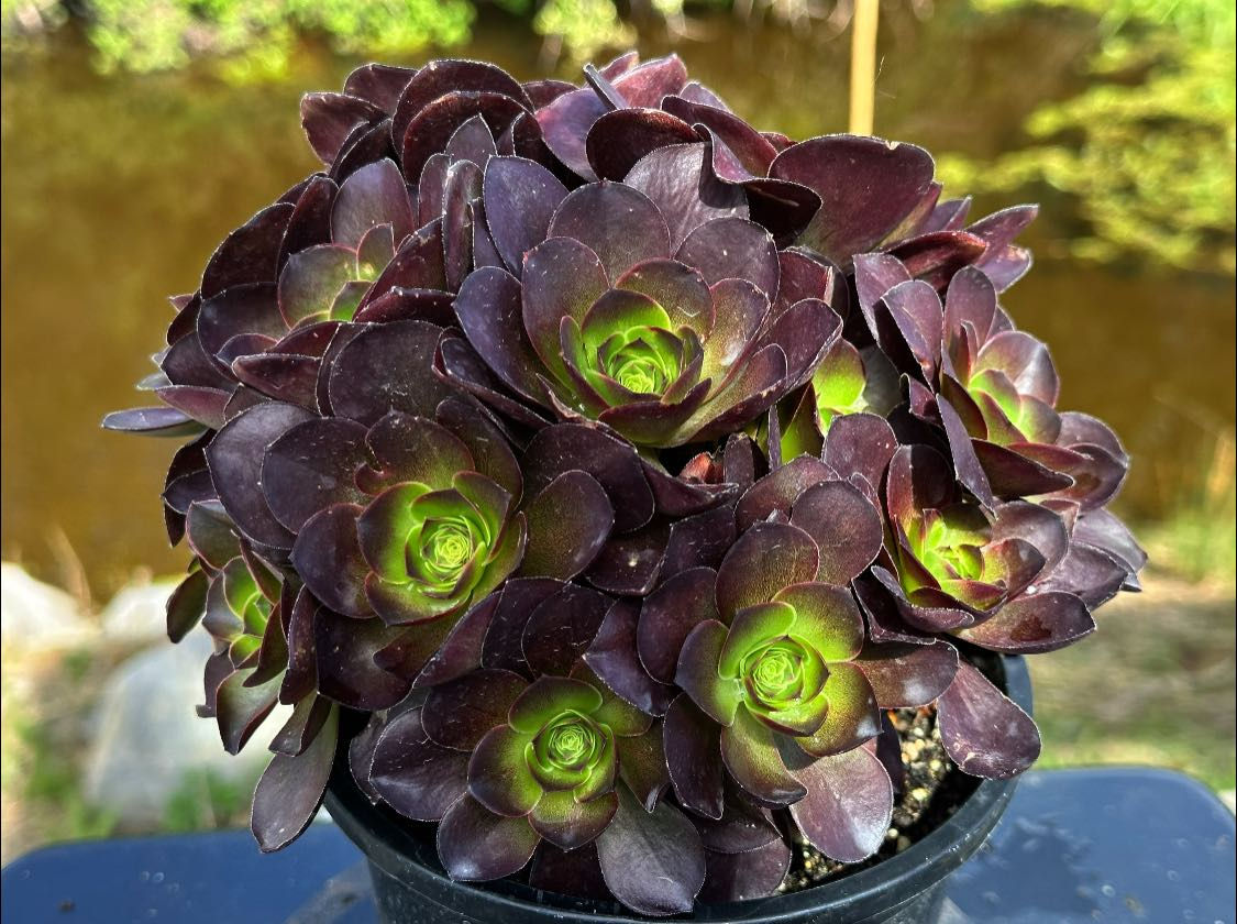 AEONIMU-UNIQUE 3-GOLD ROSE VARIEGATED