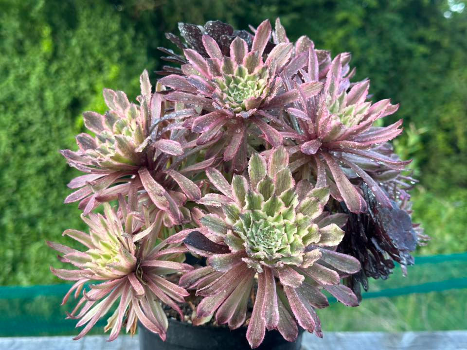 AEONIUM-UNIQUE 7-GRAY POISON VARIEGATED