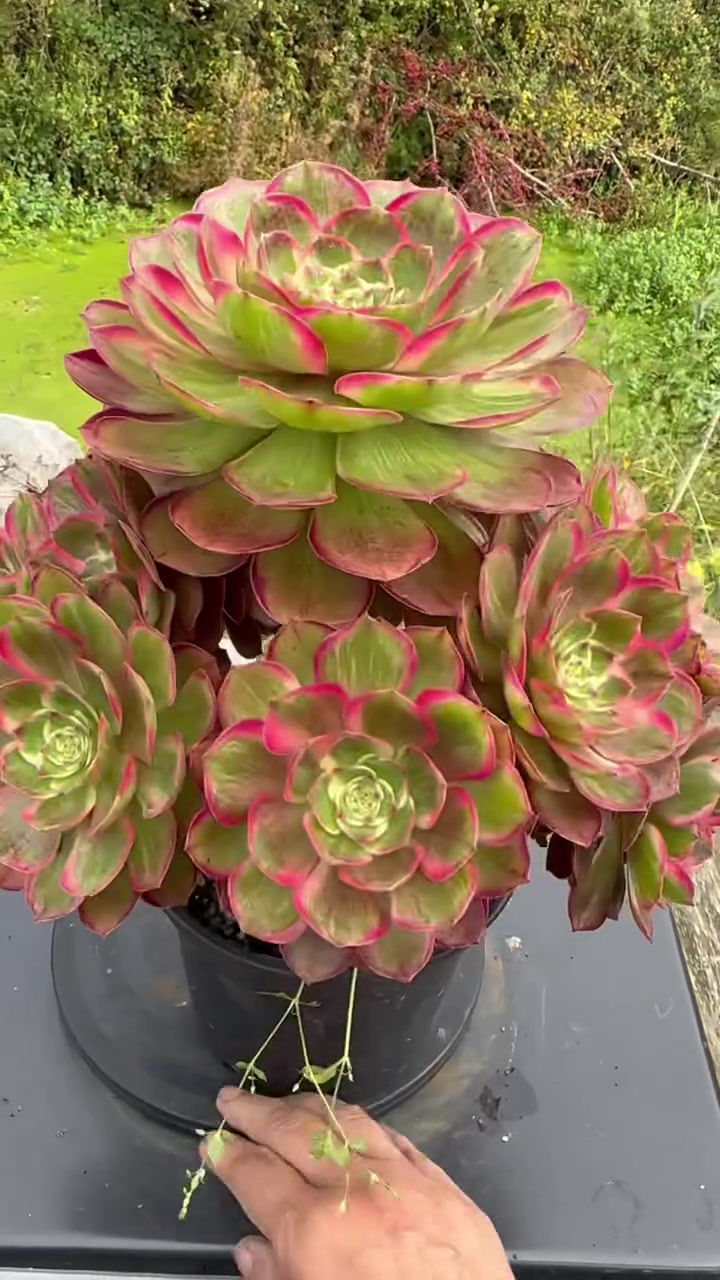 Thumbnail: ON SALE-AEONIUM-UNIQUE 12-LOTUS SEAT VARIEGATED (SWEET LOTUS)
