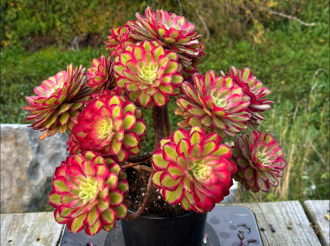 AEONIUM-UNIQUE 19-PINK GLOW VARIEGATED