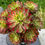 Thumbnail: AEONIUM-UNIQUE 11-ANNA VARIEGATED