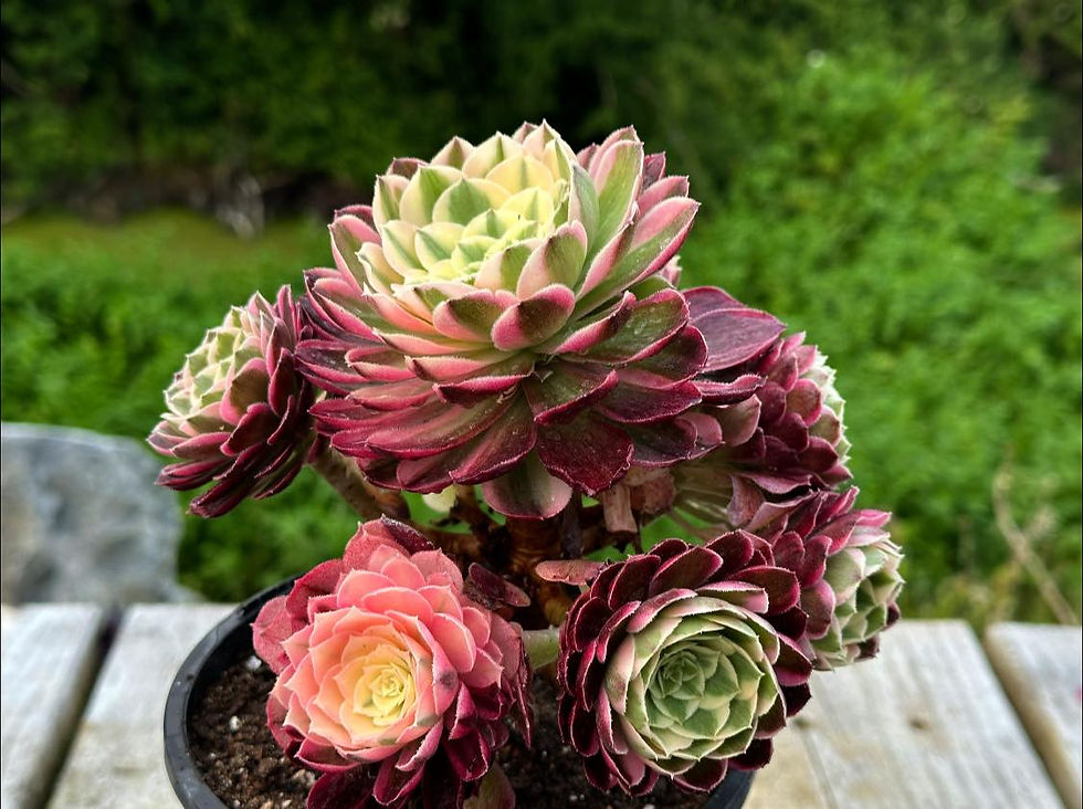 AEONIUM-UNIQUE 2-NEPTUNE VARIEGATED (GREEN QINGCHENG, CHINESE NAME HAIWANG)