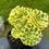 Thumbnail: AEONIUM-UNIQUE 12-MANBACH VARIEGATED