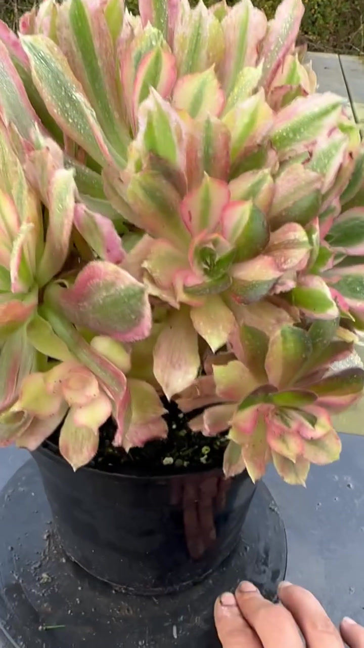 Thumbnail: AEONIUM-UNIQUE 5-LIGHT VARIEGATED