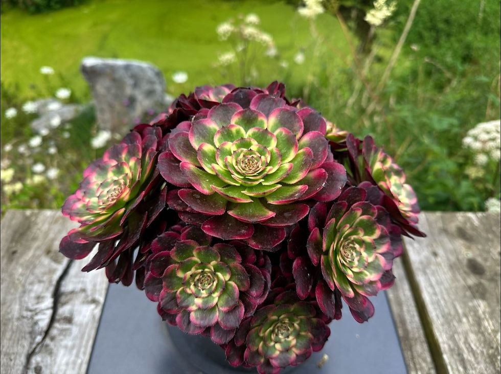 Thumbnail: AEONIUM-UNIQUE 19-MOYA VARIEGATED
